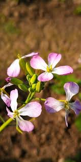 Attēlu rezultāti vaicājumam “Raphanus sativus flower”