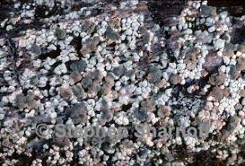 Attēlu rezultāti vaicājumam “Trapeliopsis granulosa”