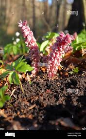 Attēlu rezultāti vaicājumam “Lathraea squamaria flower”