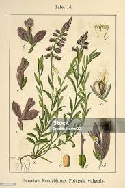 Attēlu rezultāti vaicājumam “Polygala vulgaris”