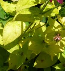 Attēlu rezultāti vaicājumam “Silene dioica leaf”