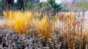 Attēlu rezultāti vaicājumam “Calamagrostis purpurea fruit”
