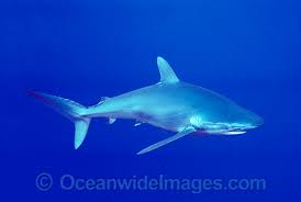 Image result for Carcharhinus falciformis