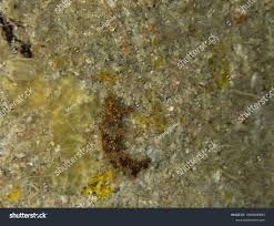 ผลการค้นหารูปภาพสำหรับ Bornella Anguilla