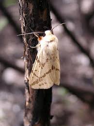 Attēlu rezultāti vaicājumam “Spilosoma sp.”