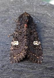 Attēlu rezultāti vaicājumam “Melanchra persicariae”