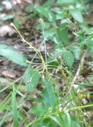 Attēlu rezultāti vaicājumam “Luzula pilosa leaf”