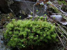 Attēlu rezultāti vaicājumam “Bartramia pomiformis”