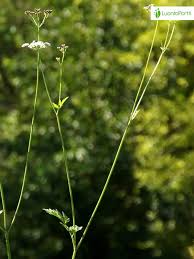 Attēlu rezultāti vaicājumam “Torilis japonica leaf”
