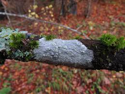 Attēlu rezultāti vaicājumam “Phlyctis agelaea”