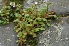 Attēlu rezultāti vaicājumam “Saxifraga tridactylites flower”