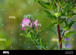 Attēlu rezultāti vaicājumam “Ononis arvensis flower”