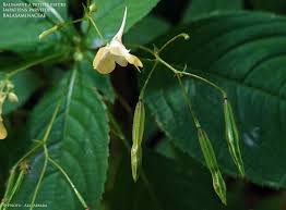 Attēlu rezultāti vaicājumam “Impatiens parviflora fruit”