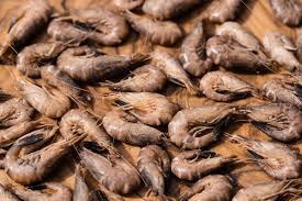 Attēlu rezultāti vaicājumam “Crangon crangon”