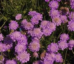 Image result for Scabiosa col.`Butterfly Blue`