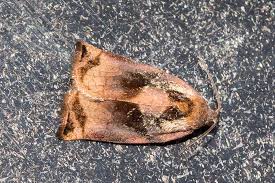 Attēlu rezultāti vaicājumam “Archips podana female”