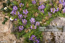 Attēlu rezultāti vaicājumam “Astragalus danicus leaf”