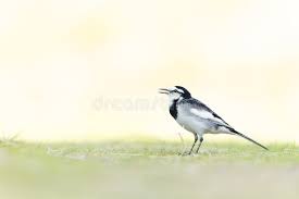 Attēlu rezultāti vaicājumam “Motacilla alba adult”