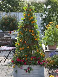 Image result for schwarzäugige Susanne