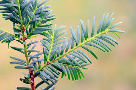 Attēlu rezultāti vaicājumam “Taxus baccata leaf”
