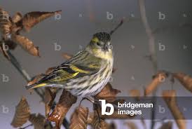 Attēlu rezultāti vaicājumam “Carduelis spinus”