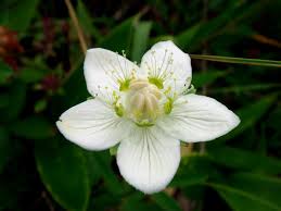 Attēlu rezultāti vaicājumam “Parnassiaceae”