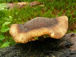 Attēlu rezultāti vaicājumam “Polyporus ciliatus”