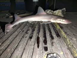 Image result for Mustelus asterias