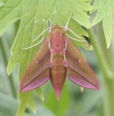 Attēlu rezultāti vaicājumam “Deilephila elpenor imago”