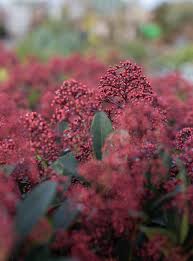 Attēlu rezultāti vaicājumam “Jamesoniella autumnalis”