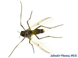 Attēlu rezultāti vaicājumam “Cricotopus”