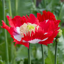 Attēlu rezultāti vaicājumam “Papaver somniferum flower”