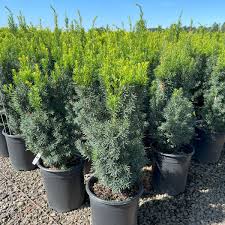 Attēlu rezultāti vaicājumam “Taxus”