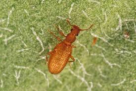 Attēlu rezultāti vaicājumam “Dienerella elongata”