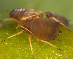 Attēlu rezultāti vaicājumam “Aphis fabae”