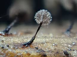 Attēlu rezultāti vaicājumam “Licea minima spores”