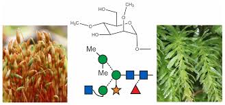 Attēlu rezultāti vaicājumam “Plagiomnium undulatum sporophyte”
