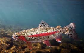 Image result for Oncorhynchus