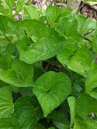 Attēlu rezultāti vaicājumam “Viola mirabilis leaf”