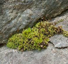 Attēlu rezultāti vaicājumam “Weissia squarrosa”