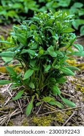Attēlu rezultāti vaicājumam “Myosotis sparsiflora leaf”