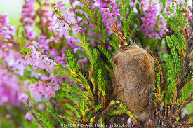 Attēlu rezultāti vaicājumam “Saturnia pavonia cocoon”