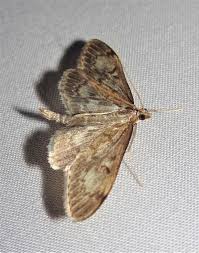 Attēlu rezultāti vaicājumam “Anania lancealis”