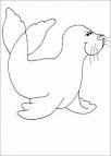 Seal coloring page
