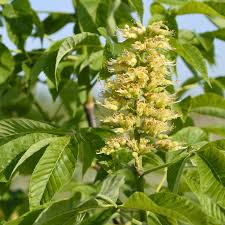 Attēlu rezultāti vaicājumam “Aesculus”