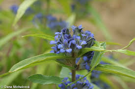 Attēlu rezultāti vaicājumam “Gentiana cruciata bud”