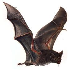 Attēlu rezultāti vaicājumam “Chiroptera”