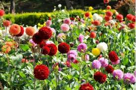 Image result for Dahlia x pinnata `Pompon Lilliput`