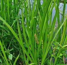 Image result for Acorus calamus