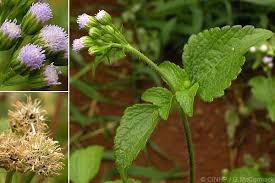 Image result for Ageratum conyzoides